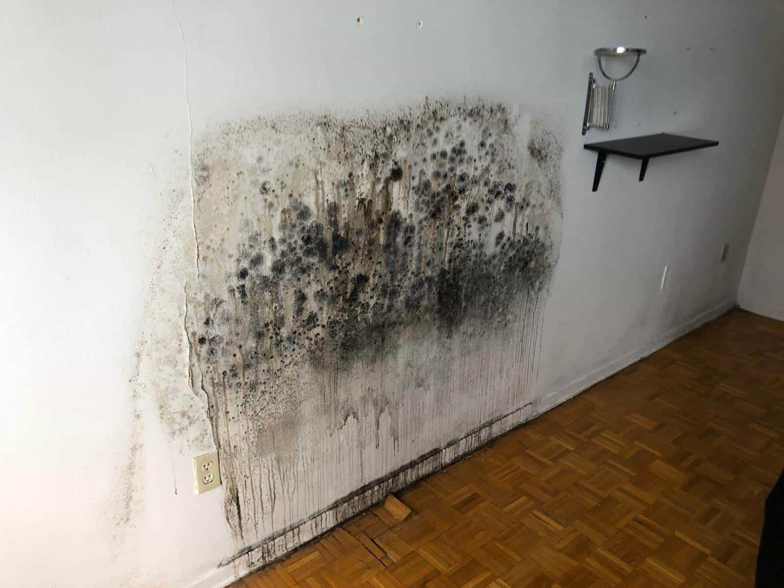 wall-mold-removal-before1